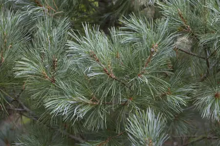 Pinus monticola 'Ammerland' - 80-100 CM C15