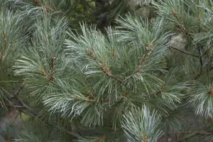 Pinus monticola 'Ammerland' - 80-100 CM C15