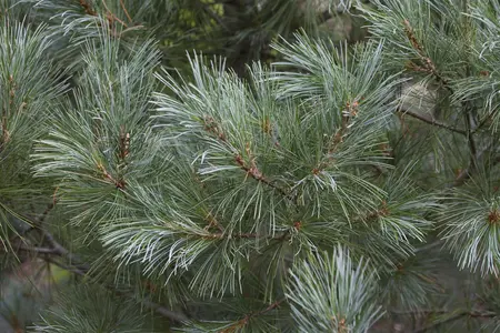 Pinus monticola 'Ammerland' - 100-125 CM C15