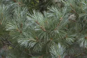 Pinus monticola 'Ammerland' - 100-125 CM C15