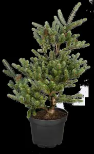 Pinus mugo 'Allg?u'