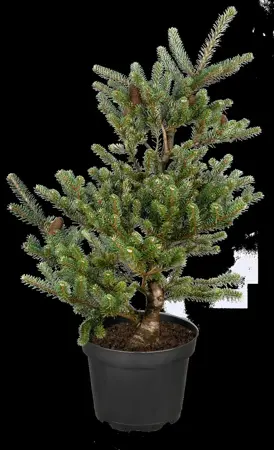 Pinus mugo 'Allg?u' - Liners bare root