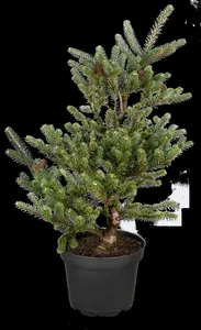 Pinus mugo 'Allg?u'