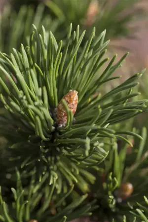 Pinus mugo 'Alpenzwerg' - 25-30 CM C5 - image 2