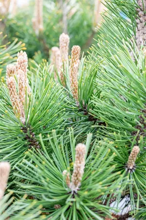 Pinus mugo 'Alpenzwerg' - 25-30 CM C5 - image 3