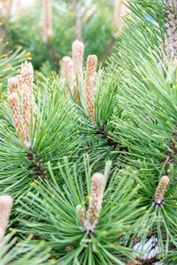 Pinus mugo 'Alpenzwerg' - 25-30 CM C5 - image 3