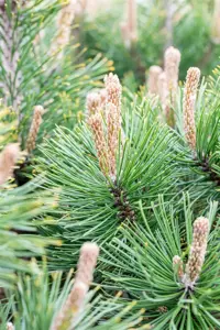 Pinus mugo 'Alpenzwerg' - 30-40 CM C5 - image 4