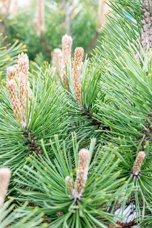 Pinus mugo 'Alpenzwerg' - 20-25 CM C3 - image 2
