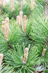 Pinus mugo 'Alpenzwerg' - 20-25 CM C3 - image 2