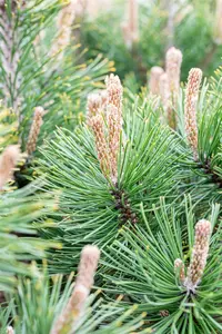 Pinus mugo 'Alpenzwerg' - 20-25 CM C3 - image 3