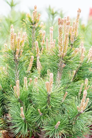 Pinus mugo 'Alpenzwerg' - 20-25 CM C3 - image 5