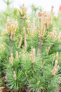 Pinus mugo 'Alpenzwerg' - 20-25 CM C3 - image 5
