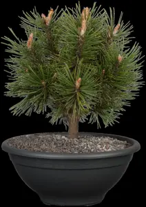 Pinus mugo 'Alpenzwerg' - 25-30 CM C5 - image 5