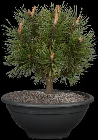Pinus mugo 'Alpenzwerg' - 30-40 CM C7.5 - image 1