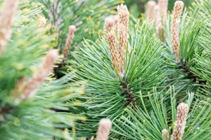 Pinus mugo 'Alpenzwerg' - 30-40 CM C7.5 - image 5