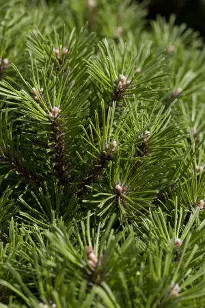 Pinus mugo 'Benjamin' - 30-40 CM C12 - image 1