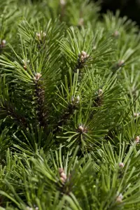 Pinus mugo 'Benjamin' - 30-40 CM C12 - image 1