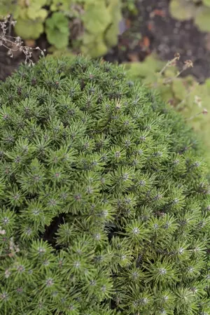 Pinus mugo 'Benjamin' - 30-40 CM C12 - image 3