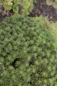Pinus mugo 'Benjamin' - 30-40 CM C12 - image 3