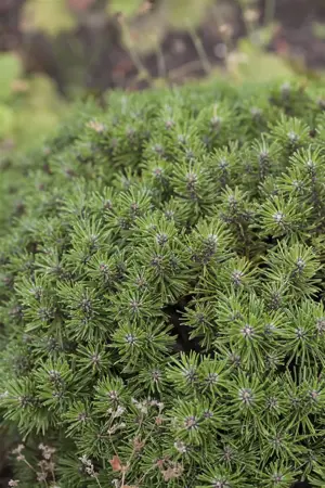Pinus mugo 'Benjamin' - 30-40 CM C12 - image 4