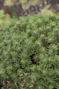 Pinus mugo 'Benjamin' - 30-40 CM C12 - image 4