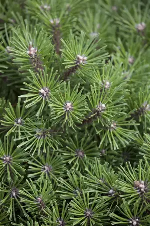 Pinus mugo 'Benjamin' - 30-40 CM C12 - image 5