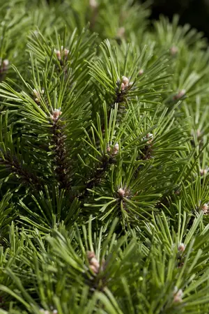 Pinus mugo 'Benjamin' - 15-20 CM C2 - image 1