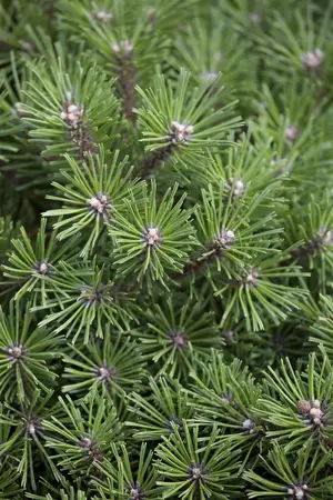 Pinus mugo 'Benjamin' - 15-20 CM C2 - image 5