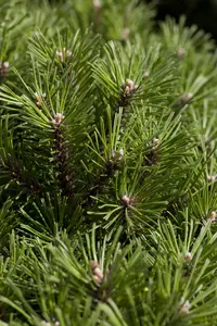 Pinus mugo 'Benjamin' - 60 CM STEM C15 - image 1
