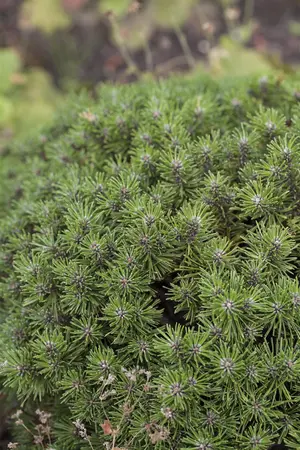 Pinus mugo 'Benjamin' - 60 CM STEM C15 - image 4