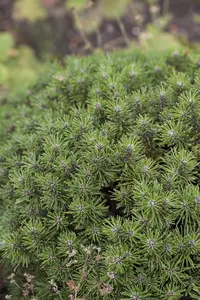 Pinus mugo 'Benjamin' - 60 CM STEM C15 - image 4