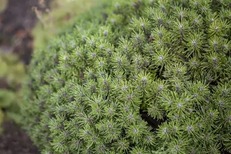 Pinus mugo 'Benjamin' - 30-40 CM C12 - image 2
