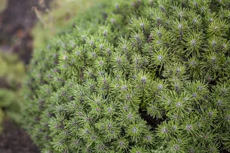 Pinus mugo 'Benjamin' - 15-20 CM C2.5 - image 2