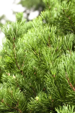 Pinus mugo 'Carstens Wintergold' - 100-125 CM C80 - image 1