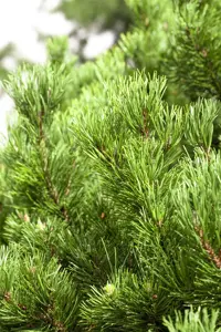 Pinus mugo 'Carstens Wintergold' - 100-125 CM C80 - image 5