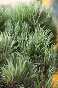 Pinus mugo 'Carstens Wintergold' - 100-125 CM C80 - image 2