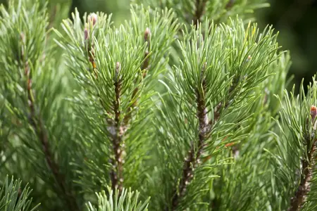 Pinus mugo 'Carstens Wintergold' - 100-125 CM C80 - image 3