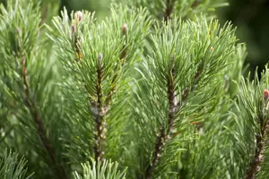 Pinus mugo 'Carstens Wintergold' - 100-125 CM C80 - image 3