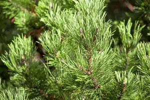 Pinus mugo 'Carstens Wintergold' - 100-125 CM C80 - image 5