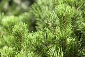 Pinus mugo 'Carstens Wintergold' - 60-70 CM C30 - image 4