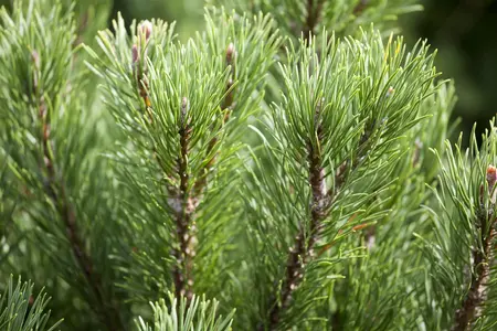 Pinus mugo 'Carstens Wintergold' - 30-40 CM C15 - image 3