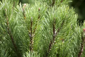 Pinus mugo 'Carstens Wintergold' - 30-40 CM C15 - image 3