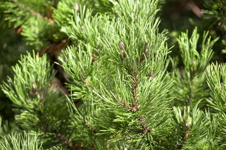 Pinus mugo 'Carstens Wintergold' - 30-40 CM C15 - image 5