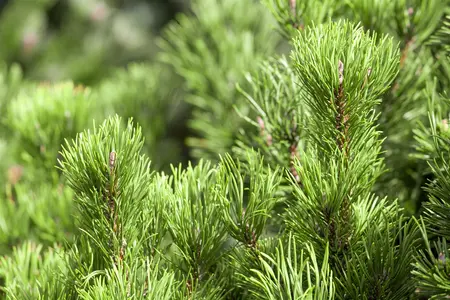 Pinus mugo 'Carstens Wintergold' - 15-20 CM C3 - image 4