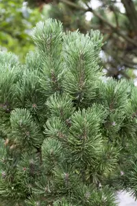 Pinus mugo 'Columbo' (Columnaris)
