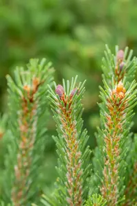 Pinus mugo 'Columbo' (Columnaris) - 20-25 CM C5 - image 4
