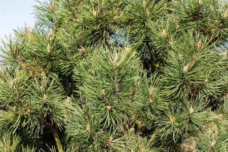 Pinus mugo 'Columbo' (Columnaris) - 20-25 CM C5 - image 2