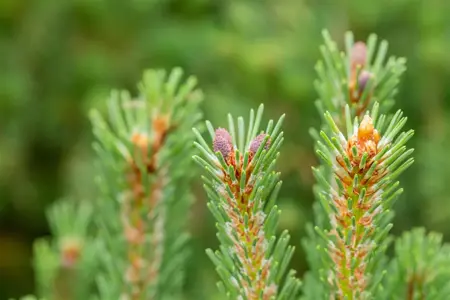 Pinus mugo 'Columbo' (Columnaris) - 20-25 CM C5 - image 3