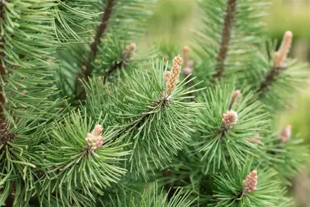 Pinus mugo 'Columbo' (Columnaris) - 20-25 CM C5 - image 5