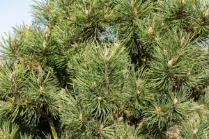 Pinus mugo 'Columbo' (Columnaris) - 30-40 CM C7.5 - image 2
